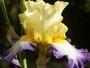iris 'Bel Avenir'