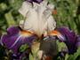 iris 'Garnement'