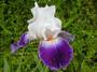 Iris 'Bal Masqué'