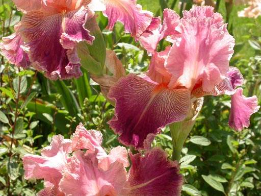 Iris et bulbes à fleurs