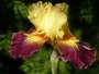 Iris 'Cerf Volant'