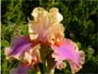 Iris 'Colette Thurillet'