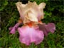 Iris 'Coquetterie'