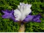 Iris 'Deltaplane'