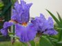 Iris 'Eau Vive'
