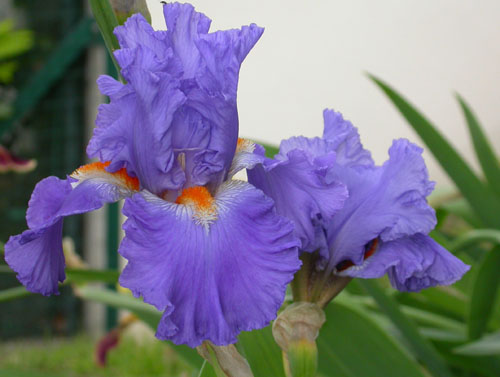 Iris 'Eau Vive'