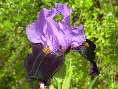 Iris 'Myst�rieux'