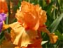 Iris 'Piroska'