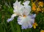Iris 'Rebecca-Perret'