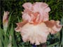 Iris 'Succès Fou'