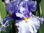 Iris 'Avant Premire'