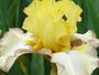 Iris 'Boucles d'Or'