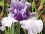 Iris 'Cur d'Hiver'