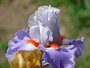 Iris 'Comdie Franaise'