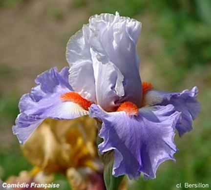 Iris 'Comédie Française'