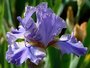 Iris 'Comme un Volcan'