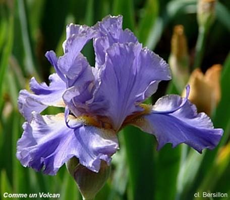 Iris 'Comme un Volcan'
