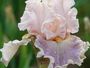 Iris 'Conte de Fes'