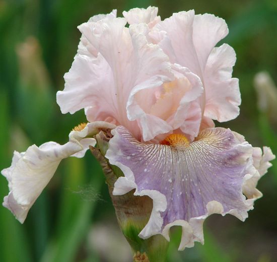 Iris 'Conte de Fées'