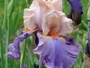 Iris 'Danseur Mondain'