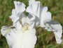 Iris 'cume de Mer'