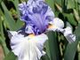 Iris 'Endimanch'