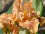 Iris 'Soie Sauvage'