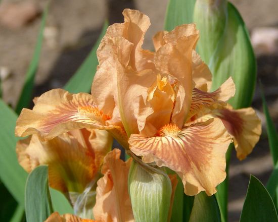 Iris 'Soie Sauvage'