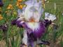 Iris 'Aurélie'