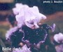 Iris 'Belle de Nuit'