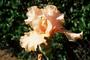 Iris 'Buisson De Roses'