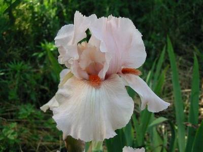 Iris 'Coup De Foudre'