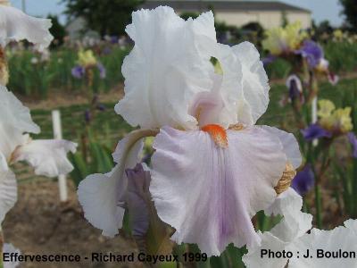 Iris 'Effervescence'