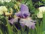 Iris 'Falbala'