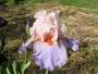 Iris 'French Cancan'