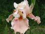iris 'French Caresse'