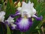 Iris 'Futuriste'