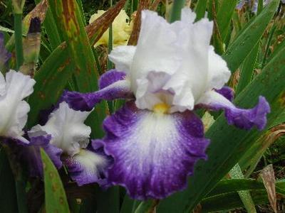 Iris 'Futuriste'