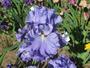 Iris 'Hantergriz'