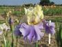 Iris 'Haut les Voiles'
