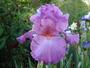 Iris 'Hortensia Rose'