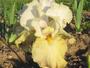 iris 'Je Pense � Fernande'