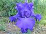 Iris 'Mer Du Sud'