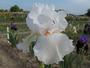 Iris 'Neige de Mai'