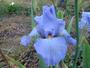 Iris 'Princesse Caroline de Monaco'