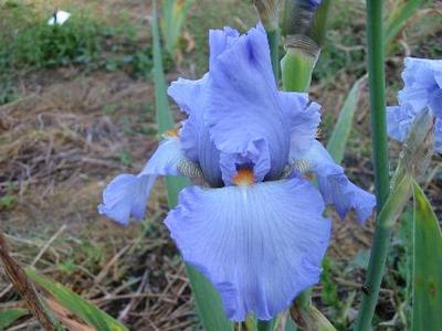 Iris 'Princesse Caroline de Monaco'