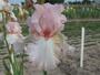 Iris 'Roseplic'
