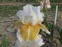 Iris 'Roucoulade'
