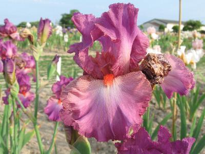 Iris 'Rouge-Gorge'
