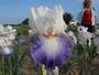 Iris 'Sixtine C.'